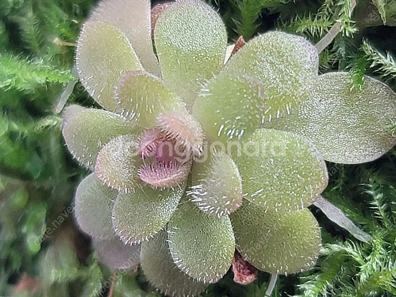 테라리움 비바리움 식물 분양 , 제주애기모람, 블랙메탈 베고니아, 덩쿨 식물, 생수태, 벌레잡이제비꽃 분양--9